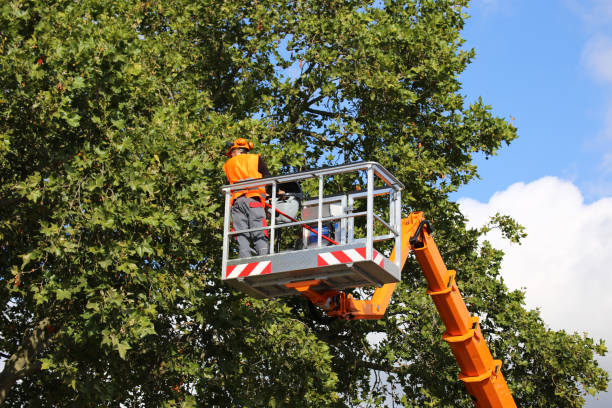 Best Tree Preservation Services  in Lake Mills, WI
