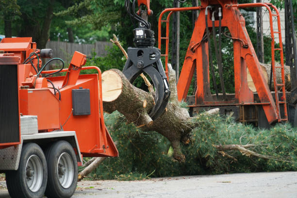 Best Hazardous Tree Removal  in Lake Mills, WI
