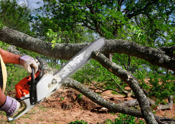 Best Stump Grinding and Removal  in Lake Mills, WI