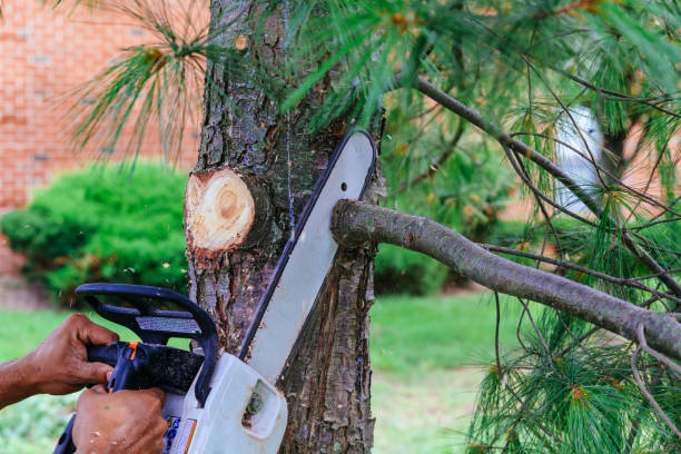 Reliable Lake Mills, WI Tree Services Solutions