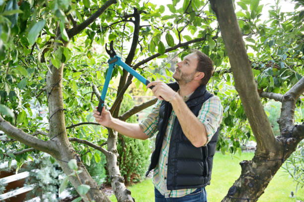 Best Fruit Tree Pruning  in Lake Mills, WI